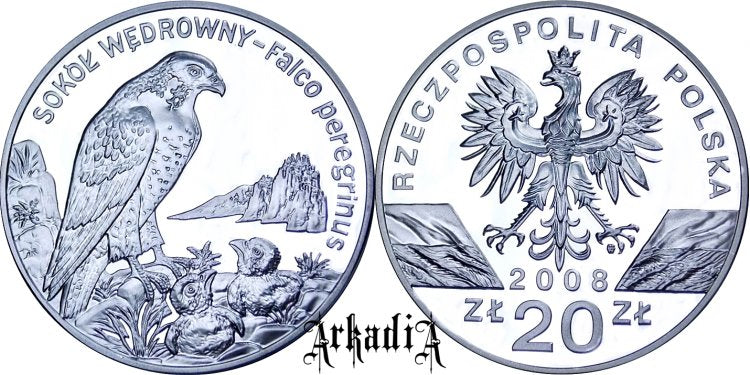 Sokół wędrowny