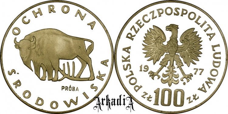 Żubr