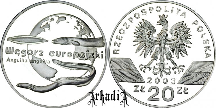 Węgorz europejski