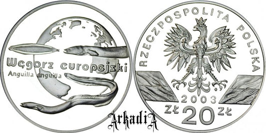 Węgorz europejski