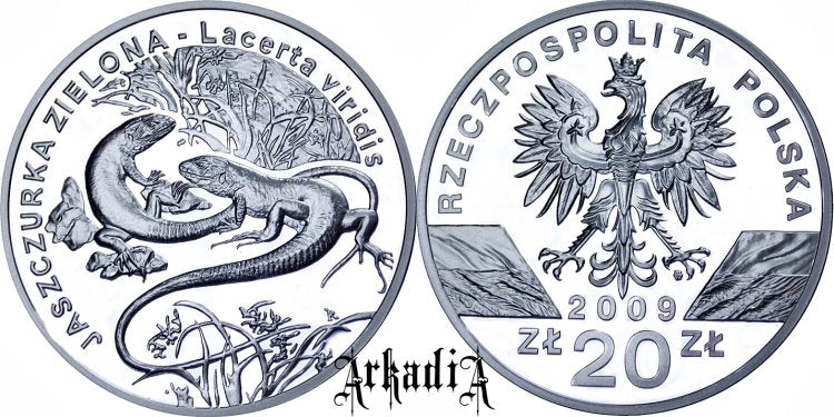 Jaszczurka zielona
