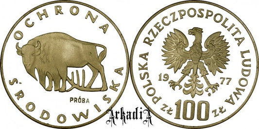 Żubr